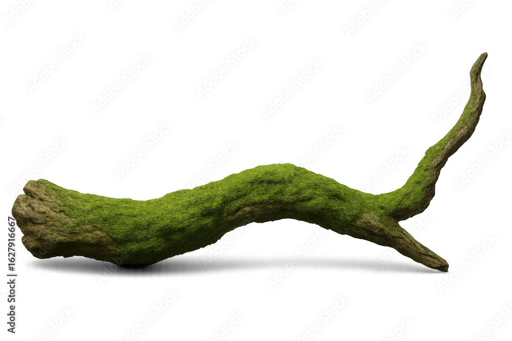 Poster studio shot of a mossy branch, isolated on a transparent background, offering flexibility in image m
