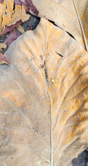 yellow leaf texture