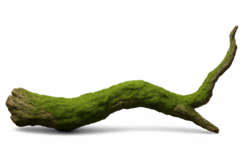 Studio shot of a mossy branch, isolated on a transparent background, offering flexibility in image manipulation and composition