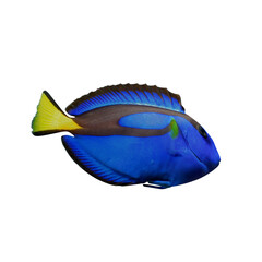 Blue Tang Fish Isolated on Transparent Background