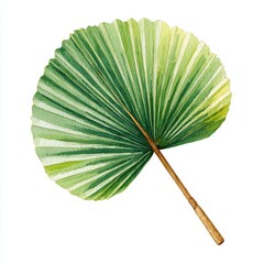 Green Fan Palm Leaf with Wooden Stem on White Background