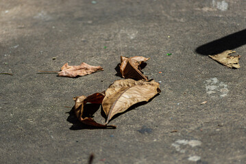 Dry leaves on a street floor. Still life. Season of the year.