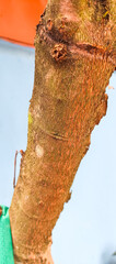 tree bark texture