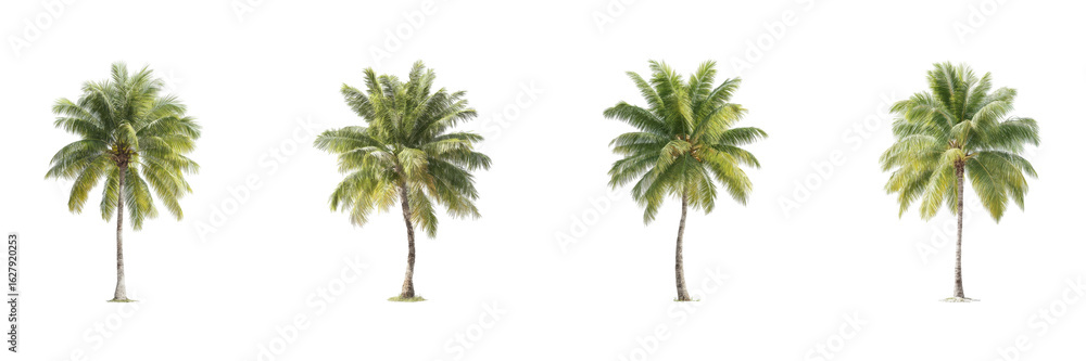 Poster tropical palm trees set. nature and botanical collection isolated on transparent background