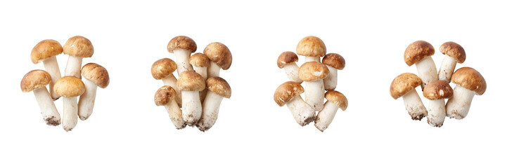 Fototapeta premium Fresh Porcini Mushrooms Set. Culinary Ingredients And Gourmet Cooking Collection Isolated On Transparent Background