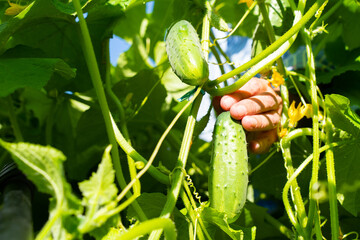 Hand harvesting organic cucumbers in a sunlit garden. Natural farming, eco-friendly lifestyle