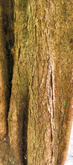 tree bark texture