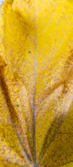 yellow leaf texture