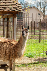 Brown llama with a thick shaggy coat standing alert beside a fence and wooden shelter in the sun