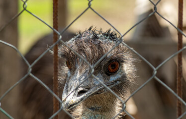 Sharp emu gaze focused through metal mesh in close frontal portrait taken in bright daylight