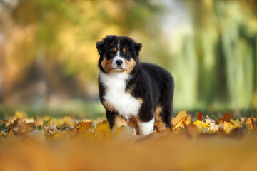 cute australian shepherd puppy standing in autumn park