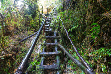 Boardwalk in the forest