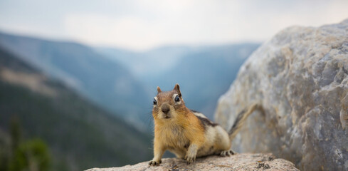 Chipmunk