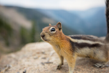 Chipmunk