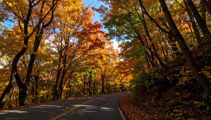 road in autumn forest