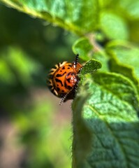 Colorado Potato Beetle Threatening Crop. Macro shot of a Colorado potato beetle on a green leaf, illustrating agricultural pest infestation and the need for crop protection.