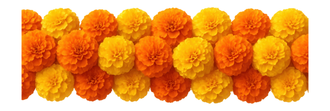 Vibrant display of yellow and orange marigold flowers arranged closely together on transparent background.