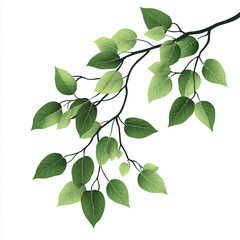 Fototapeta premium a branch with leaves