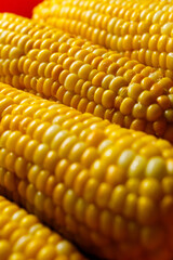 Boiled yellow sweet corn cobs with salt lying on orange tray