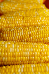 Boiled yellow sweet corn cobs with salt lying on orange tray
