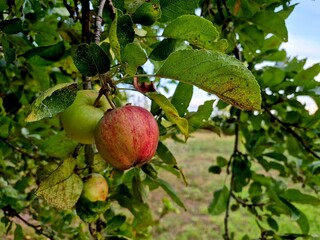 Fresh apple on tree orchard, end of summer, autumn and apple picking design and background