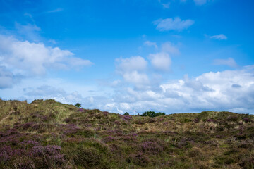 heath in denmark