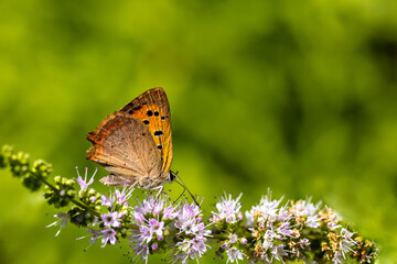 Spotted Copper butterfly (Lycaena phlaeas) on mint flower