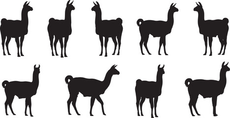 A collection of llama silhouettes in various poses, including standing, walking, sitting, and grazing. Perfect for farm, wildlife, Andes, or animal-themed designs in vector and transparent formats.