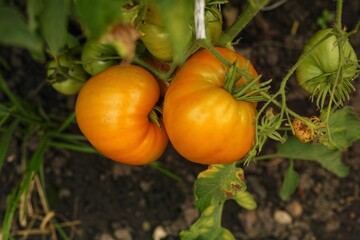 Close-up shot of orange tomatoes growing on the bush in vegetable garden.