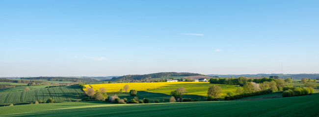 Obraz premium rural countryside of suedeifel in germany dominated by rapeseed fields in spring