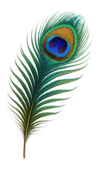 Obraz premium A vibrant peacock feather with striking iridescent colors and intricate patterns on transparent background.