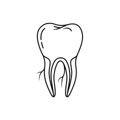 A line drawing of a molar tooth, showing the crown, roots, and internal structure.