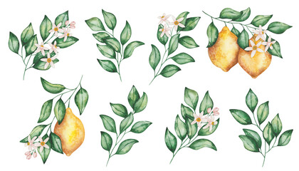 Watercolor set of illustrations. Hand painted lemons with green leaves, flowers on branches. Tropical citrus fruits. Fresh juice ingredient. Vitamin C. Nature elements. Isolated food clip art