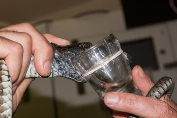 Milking an Australian Tiger snake