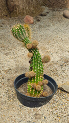 Tall cactus with pups in a pot sunk into the sand, isolated on a sandy background. Close-up of a...