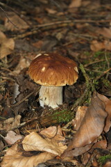 mushroom in the forest