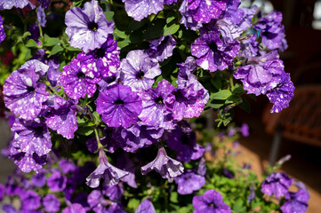 A close up of a purple flower. Purple petunia flowers as background