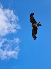 Black kite bird of prey in flight