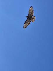common buzzard bird of prey in flight