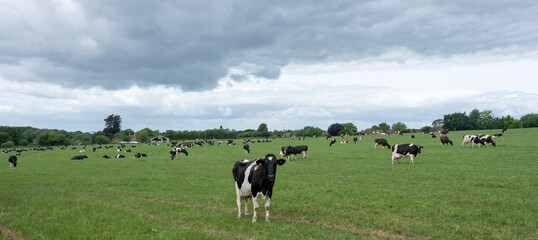 herd of black and white spotted cows graze under grey sky in green meadow near north downs in Kent