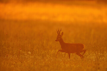 deer