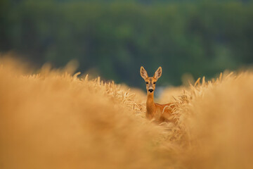 deer