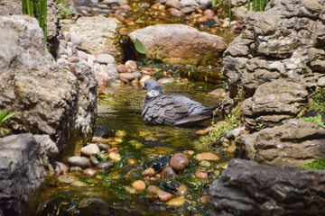 A dove bathes in a stream of water