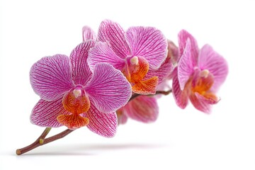 Obraz premium Vibrant pink orchids with intricate patterns showcase natural beauty and elegance in a minimalist setting