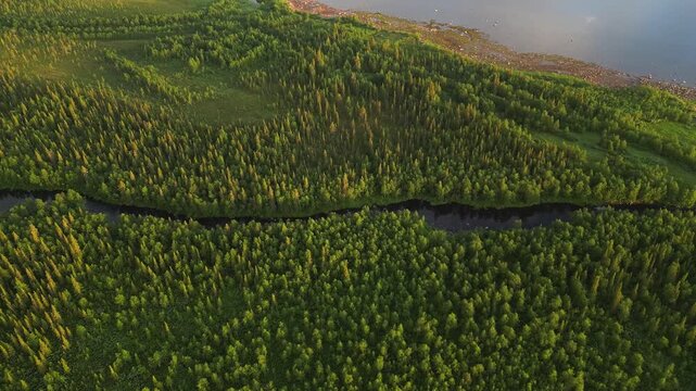 A dense green forest split by a narrow, dark river resembling a vein running through the landscape