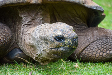 Portrait of a giant Galapagos tortoise