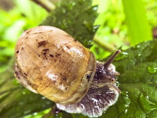 A solitary snail crawls across a rain-drenched leaf © AM