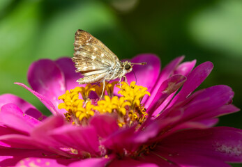 Marshmallow-Skipper-Schmetterling (Carcharodus alceae) auf Blüte