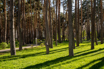 City park with green lawn and pine trees in bright rays of setting sun on a clear day