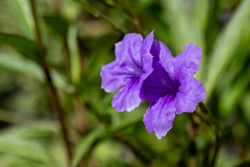 Obraz premium Lila Blumen blühen im Garten. (Ruellia simplex)
